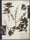 Foto von Salix purpurea L. x Salix viminalis L.